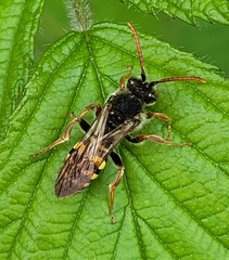 Nomada marshamella