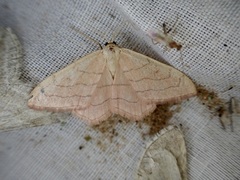 Scopula adulteraria
