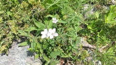 Geranium rivulare