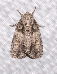 Acronicta increta