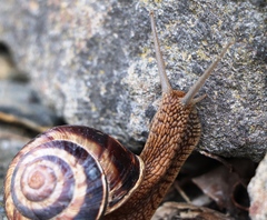 Helix lucorum
