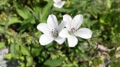 Geranium rivulare