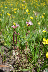Lithophragma glabrum