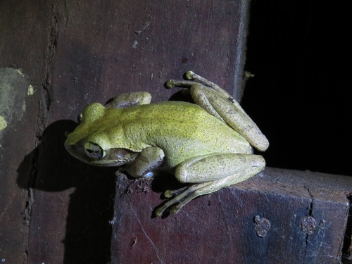 Boophis tephraeomystax