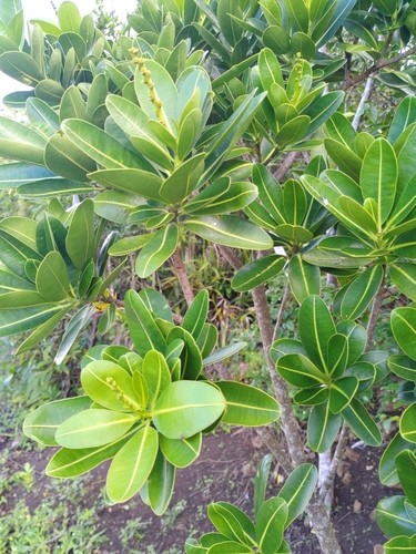 Stillingia lineata, photograph 2