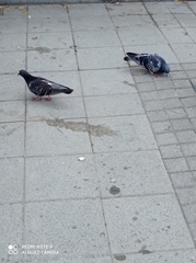 Columba livia domestica