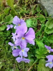 Viola calcarata
