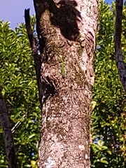 Phelsuma cepediana