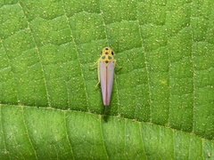 Graphocephala distanti