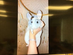 Chinchilla lanigera