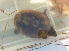 Kinosternon subrubrum subrubrum