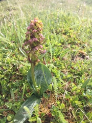 Dactylorhiza viridis virescens