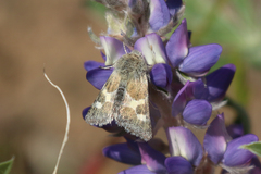 Schinia suetus