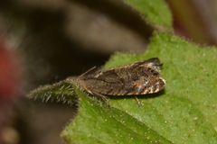 Dichrorampha plumbana
