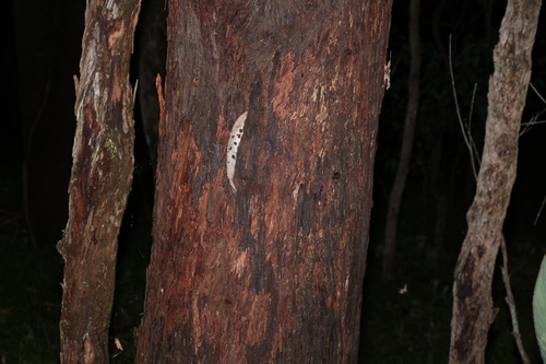Image of Eucalyptus planchoniana by (c) Greg Tasney, some rights reserved (CC BY-SA)