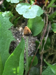 Conocephalum salebrosum