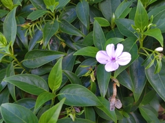 Barleria observatrix