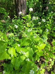 Alliaria petiolata