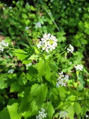 Alliaria petiolata