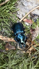 Platycerus caprea