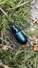 Platycerus caprea
