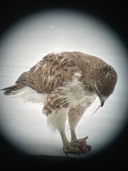 Buteo jamaicensis
