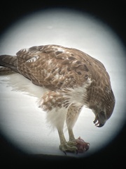 Buteo jamaicensis