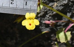 Erythranthe utahensis