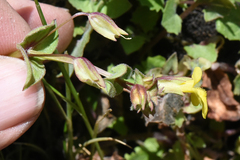 Erythranthe utahensis