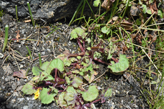 Erythranthe utahensis