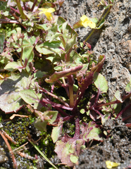 Erythranthe utahensis