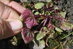 Erythranthe utahensis