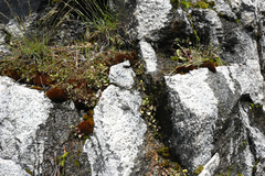 Erythranthe utahensis