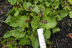 Erythranthe utahensis