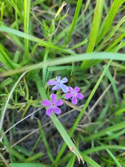 Phlox cuspidata