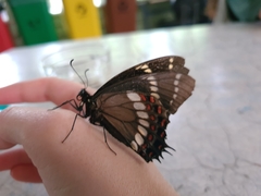Papilio scamander