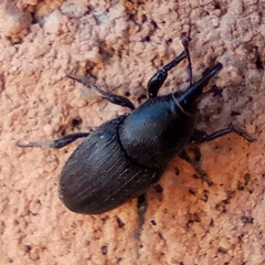Sphenophorus striatopunctatus