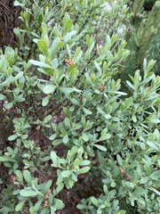 Myrica