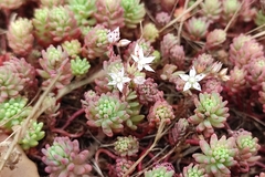 Sedum pallidum