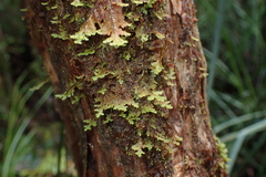 Gackstroemia weindorferi