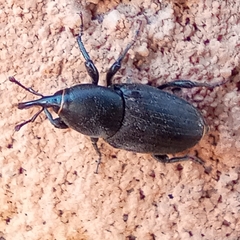 Sphenophorus striatopunctatus