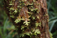 Gackstroemia weindorferi