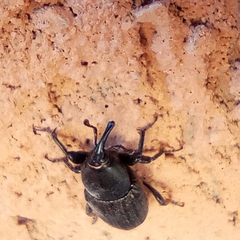 Sphenophorus striatopunctatus