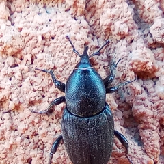 Sphenophorus striatopunctatus