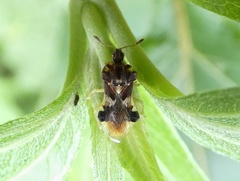 Phymata erosa