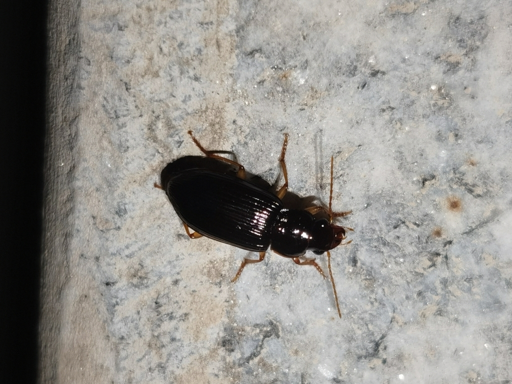 Harpalomimetes