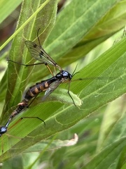 Ptychoptera contaminata