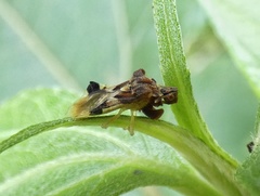 Phymata erosa