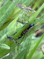 Ptychoptera contaminata