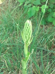 Himantoglossum hircinum